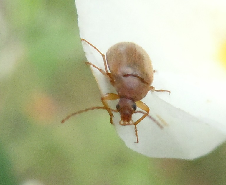 Da identificare: Isomira sp., Alleculidae/Tenebrionidae
